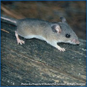 Mice Control in Falls Church/ Mice Control Falls Church, Virginia